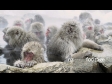 Sleeping Snow Monkeys Pan 2973